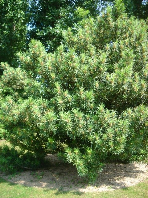 Podocarpus neriifolius